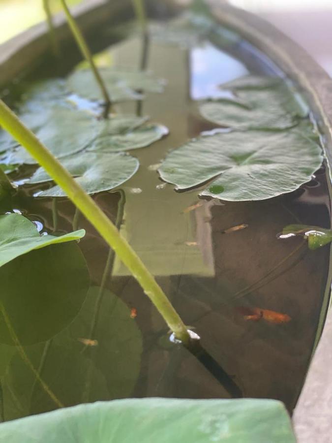 Villa Crystals Malabe Dış mekan fotoğraf